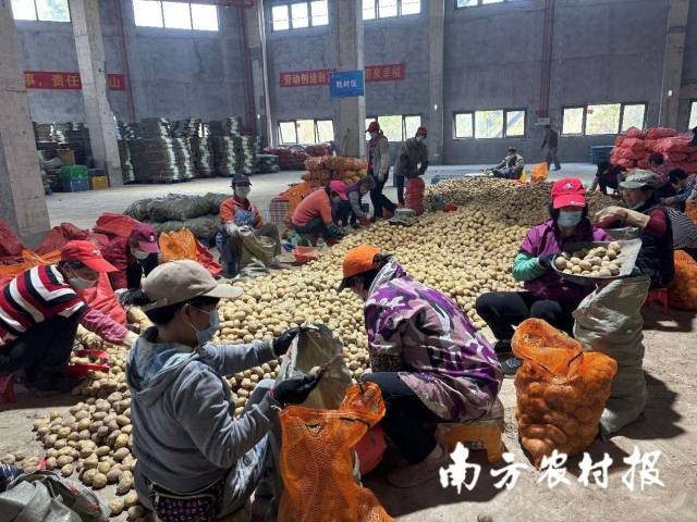 分揀工正在對馬鈴薯進(jìn)行商品化分級。