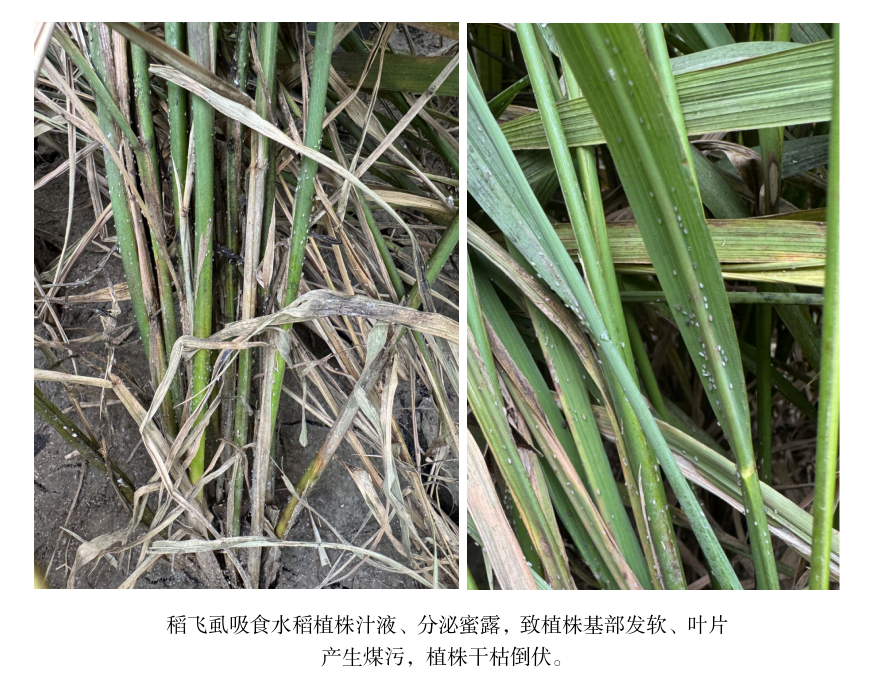警惕晚稻后期褐飛虱在局部重發(fā)