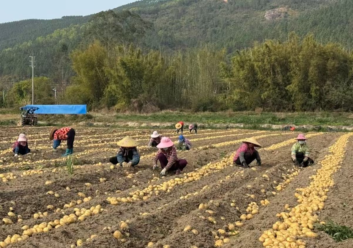 奮戰(zhàn)“百千萬工程”｜恩平：“金融+保險”雙輪驅動，激活“社村”合作新動能